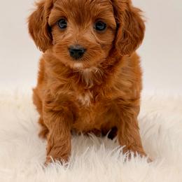 Girl 3 - Red female Cavapoo puppy in Pentwater, Michigan from Dumaw Creeks Pups