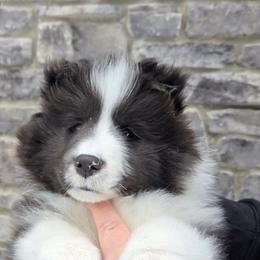 Chunk - Black and white Shetland Sheepdog puppy in Fenton, Michigan from Therese Walters