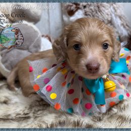 Romeo (Howie) - Cream male Dachshund puppy in Fayetteville, West Virginia from Loop Creek Dachshunds