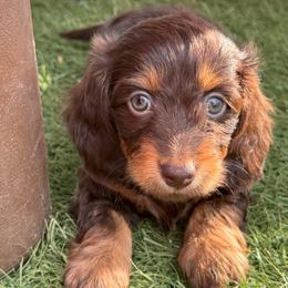BabyBox - Chocolate and tan female Dachshund puppy in Duncan, Arizona from Bootheel Doxies & Poms