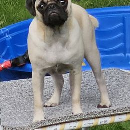Pug All Grown Up from SugarBug Pugs