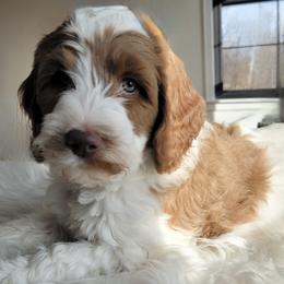 Australian Labradoodles and Labradoodles from Hot Diggity Doodles