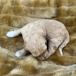 Chai - Red female Labradoodle puppy in Batesville, Arkansas from Morris Farmyard