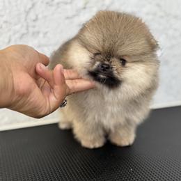 Pomeranian Puppies from Uniquepombabies