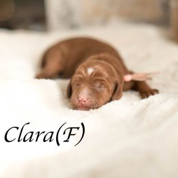 Clara - Red  female Goldendoodle puppy in Acton, Maine from Silver Pines Pups