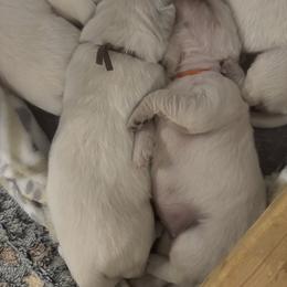 Golden Retriever Puppies from Lakeshore Goldens FXBG