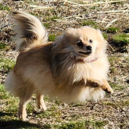 Prim - Pomeranian