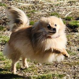 Prim - Pomeranian