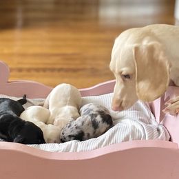 Dachshunds from Deal’s Doxies