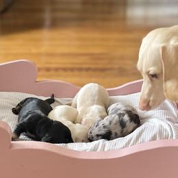 Dachshunds from Deal’s Doxies