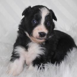 Whisper - Black and white female Border Collie puppy in Cedartown, Georgia from Ferguson Border Collies