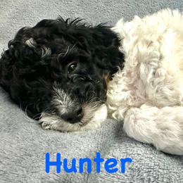 Hunter - Phantom male Poodle puppy in Stanley, Wisconsin from McJare's Puppy Palace