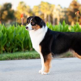 Willow - Australian Shepherd