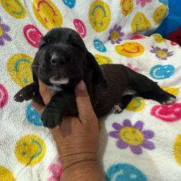Ella - Black and white female Basset Hound puppy in Pilot Mtn, North Carolina from Lowdown Love Basset Hounds