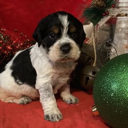 English Springer Spaniel Puppies from Powers English Springer Spaniels