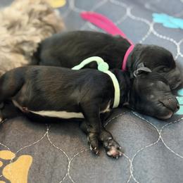 Teal - Black female Schnoodle puppy in Saint Augustine, Florida from Gunnie Luv, LLC