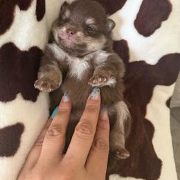 Jelly Bean - Chocolate and tan female Pomeranian puppy in San Antonio, Texas from Pom Pom Lollipop’s