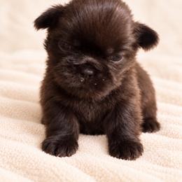 Charlee - Liver female Shih Tzu puppy in Jones, Oklahoma from J&R Aussies/Shih Tzu