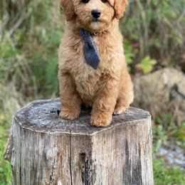 Cavapoo, Maltipoo, and Poodle Puppies from My Sweet Poodles and Doodles