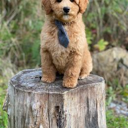 Cavapoo, Maltipoo, and Poodle Puppies from My Sweet Poodles and Doodles