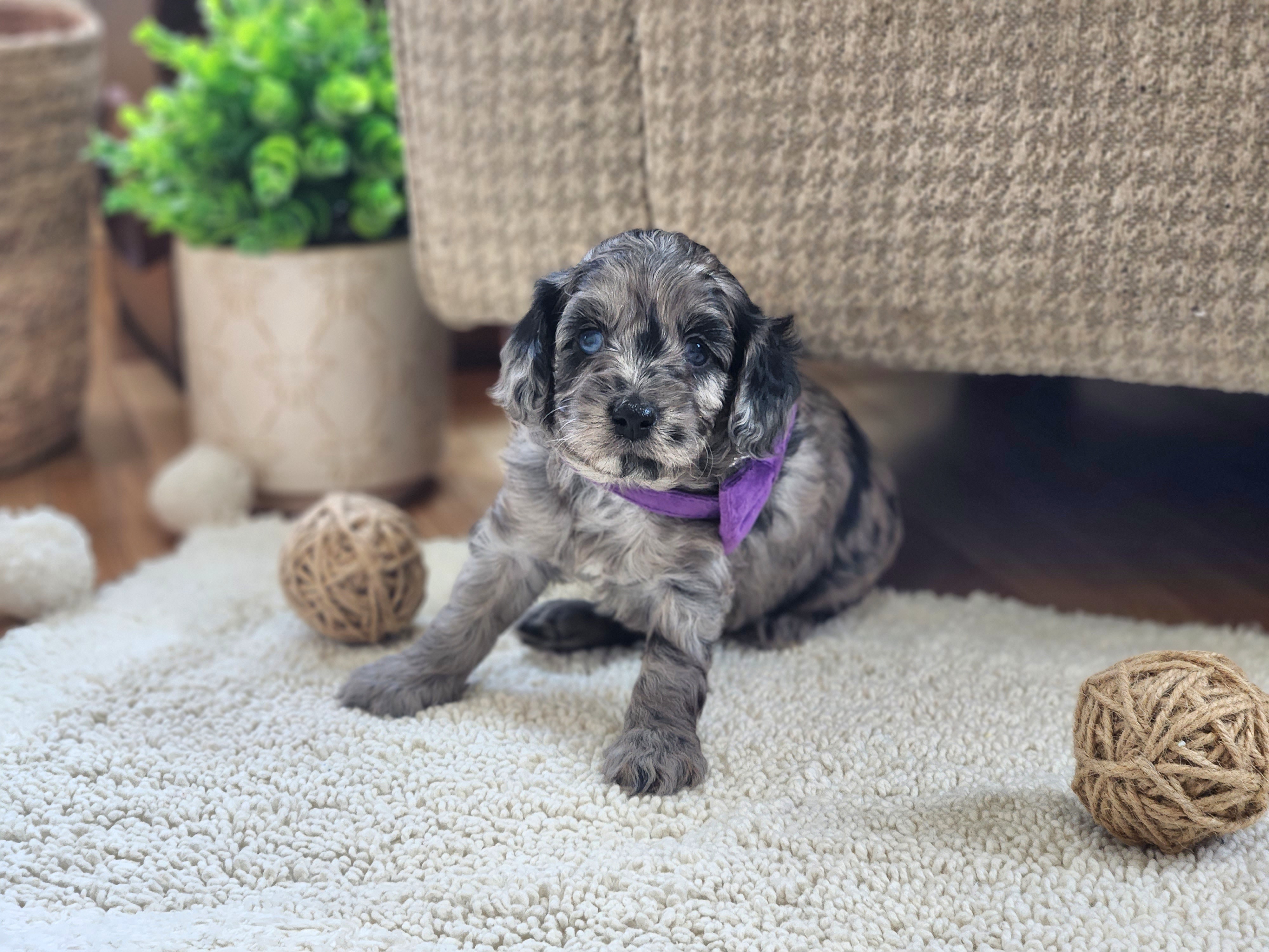 Meet Portia :) - Merle female Cavapoo puppy in Centerville, Iowa from Barnyard Dachshunds, Dals & Doodles