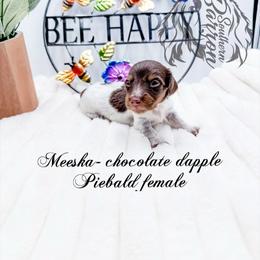 Meeska - Dapple female Dachshund puppy in Prairieville, Louisiana from Southern Barron Danes & Dachshunds
