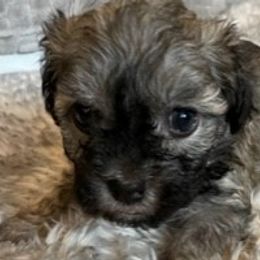 Wally - Silver sable Havanese puppy in Tacoma, Washington from T&T Havanese