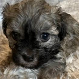 Wally - Silver sable Havanese puppy in Tacoma, Washington from T&T Havanese