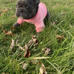 French Bulldog Puppies from Gotts Frenchies