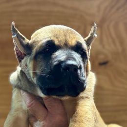 Lilac Collar - Fawn female Cane Corso puppy in Paris, Texas from Knucklehead Cane Corso