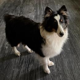 Girl 1 - Black white and tan female Shetland Sheepdog puppy in Dayton, Ohio from Buckeye Shelties
