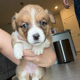 Maple - Red and white female American Corgi puppy in Register, Florida from Southern Georgia Corgi Loafs