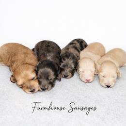Cream Male - Pet Only - Limited AKC - Cream male Dachshund puppy in Nashville, Tennessee from Farmhouse Sausages - Located in TN delivers all over US including California