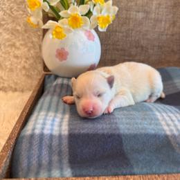 Female 1 - White female Pomsky puppy in Bucyrus, Missouri from Hill Top Pomskies