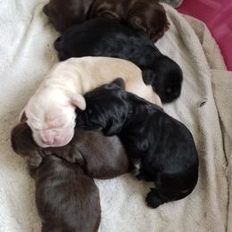 Cocker Spaniel Puppies from Lady's Cocker Spaniels
