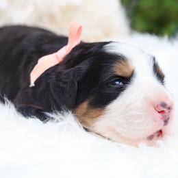 Pink Bow - Tri-color female Bernese Mountain Dog puppy in Middlesex, North Carolina from Willow Springs Doodles & Berners