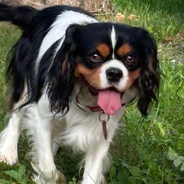 Cavalier King Charles Spaniels from Dorcas Hooks