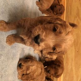 Goldendoodle Puppies from Idyllic Doodles