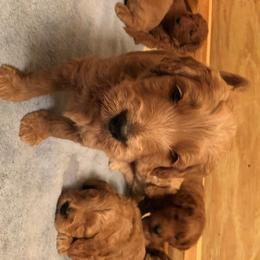Goldendoodle Puppies from Idyllic Doodles