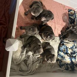 American Bully Puppies from M&M XL Bully Kennel