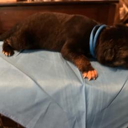 Girl 2 - Bi-color female German Shepherd puppy in Londonderry, New Hampshire from Rusak Shepherds / Wiley Hill Shepherds