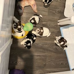 Shih Tzu Puppies from NC Stellar Puppies