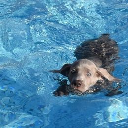 Weimaraner Puppies from Platinum Weimaraners