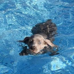 Weimaraner Puppies from Platinum Weimaraners