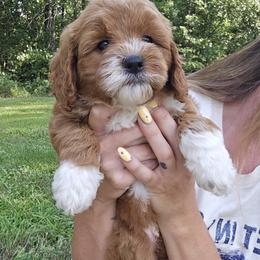 Bridget - Goldendoodle puppy from K&K's Puppy Kingdom