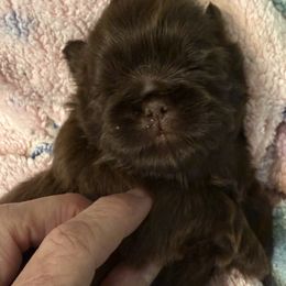 Ripley - Chocolate Shih Tzu puppy in Tallahassee, Florida from Bows and Bot Ties