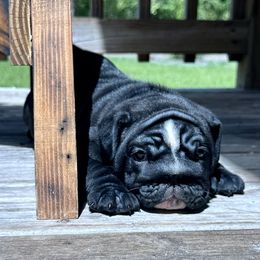 Eris - Black tri-color female Bulldog puppy in Fort White, Florida from Bullgodz English Bulldogs