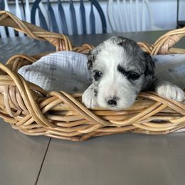 Raya - female Australian Mountain Doodle puppy in Jerome, Idaho from Tolman Acres