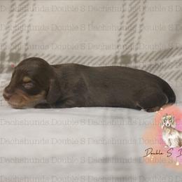 Clark - Chocolate and tan male Dachshund puppy in Timpson, Texas from Double S Kennel