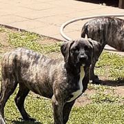 Perro de Presa Canarios from King Royal Kennel